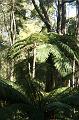 Tree fern gully, Pirianda Gardens IMG_7119